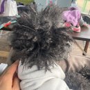 댕바라기 | 광진구 구의동 강아지 미용 댕바라기 내돈내산 후기(가격,위치,예약방법 등)