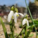 스노우드롭 이미지