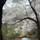 청려수련원 | [공지] [동탄] 청려수련원 벚꽃캠 A21사이트 후기