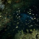 바다올레 이미지