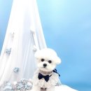 견생의하루 펫살롱 일산본점 이미지