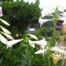 백합민박 이미지