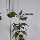 환타지아 이미지