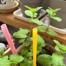 고수탕수 이미지