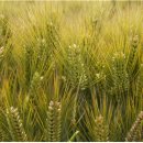 옛날꽁보리밥 이미지