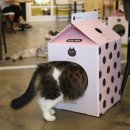 이층집고양이 이미지