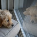 가온 동물병원 이미지