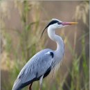 【왜가리(Charadrius mongolus)】 「으악새, 왜가리마냥 소리를 지른다."」 이미지