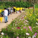 가을 정취 만끽&#39; 밀양 산 외 면 해바라기 축제 9일 개최 이미지