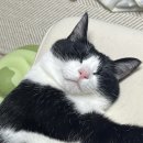 김용희 참치 이미지