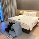 호텔 비타민 | 강릉 애견동반 호텔 세인트존스 펫룸 내돈내산 후기