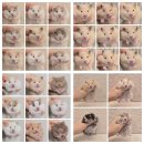 골든햄스터분양 탬펫 강남점 | 강남 골든햄스터 분양리스트 공유 및 풀세트 구매 현장 사진 공유♡