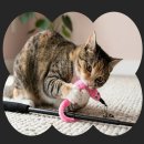 고양이 - 동해시 한섬로 128 | 고양이