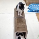 행운집 | [일상] 맥도날드 행운버거(스페셜)먹어본 솔직후기+울집 냥이들 하루