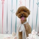 도기로움 이미지