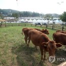 섬강목장 이미지