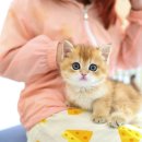 주렴산농장 | 인계동/평택 고덕/권선동/당진 고양이 분양 고사남 후기
