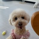 포그니유치원 이미지