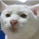 꽁냥꽁냥 이미지