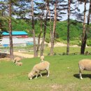 대관령 사파리 목장 이미지