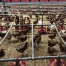 상림농장 이미지