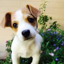 소문난 강아지 이미지