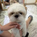 꽃누니속눈썹 | 부산 사직동 속눈썹 잘하는 꽃누니속눈썹