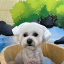 동동 애견 미용 이미지