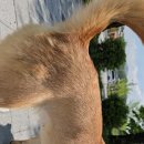 똑순이