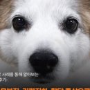 자양동물병원