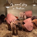 소축사 | 포천 동물원 추천｜마이애니멀스토리 in 평강랜드 겨울 방문 후기 (테디베어소·사랑앵무가든)