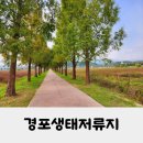 바우길 16구간 | 메타쉐콰이어 길이 예쁜 경포생태저류지 강릉 명소 가볼만한 곳