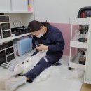 로얄캣 이미지