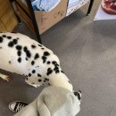 피터펫카페본점 이미지