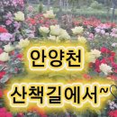 ♥️ 안양천 산책길에서~영상~ㅎ 노래 빠숑님~ 천상재회~♡ 이미지