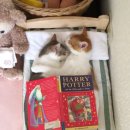 냥스타그램 이미지