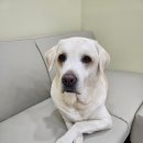 쵸코네묭실 이미지