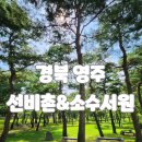 영주 소수서원 | 영주 선비촌 소수서원 여행기! 여름 비추!