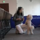 펫시터(반려견) 자격증 과정 이미지