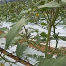 이상철농장 이미지