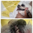 아름동물병원 이미지