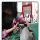 독한고양이애견전문샵 이미지