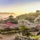 매화다리길 이미지