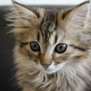 강인한농장 이미지