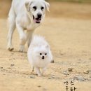 뽀솜뽀솜 이미지