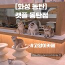캣플 동탄점 | 캣플 동탄점 I 동탄 아이랑 가기 좋은 고양이 카페 내돈내산 후기