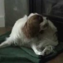 J동물병원 이미지