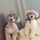 함안 애견샵 러블리펫 이미지