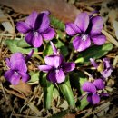 행정사제일합동사무소 이미지