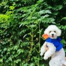 놀멍애견펜션 이미지